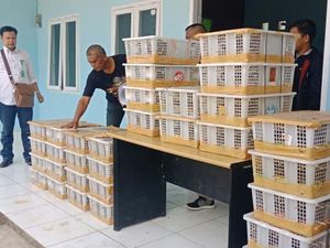 Penyelundupan Ribuan Kolibri dan Gelatik dalam Kotak Digagalkan Penyelundupan Ribuan Kolibri dan Gelatik dalam Kotak Digagalkan