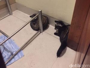 Dua Musang Masuk Rumah di Bandung Buat Geger Pemilik