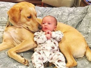 Potret Persahabatan Bayi Imut dengan Anjing Penjaganya