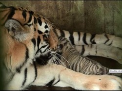 Avatar-Wesa Lahirkan 2 Harimau Benggala di Medan Zoo