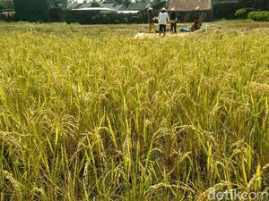 1.000 Pensiunan Kementan Diajak Sulap Rawa Jadi Sawah 1.000 Pensiunan Kementan Diajak Sulap Rawa Jadi Sawah