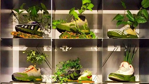 Keren Banget! Sneakers Bekas Disulap Jadi Pot Tanaman Unik