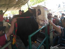 Wow, Ada Sapi Monster Ikut Kontes Peternakan di Situbondo