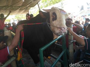 Wow, Ada Sapi Monster Ikut Kontes Peternakan di Situbondo Wow, Ada Sapi Monster Ikut Kontes Peternakan di Situbondo