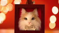 Keren! Seniman Jepang Ini Bisa Sulap Benang Wol Jadi Kucing