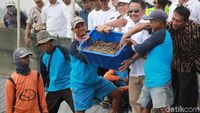 Panen Udang di Muara Gembong