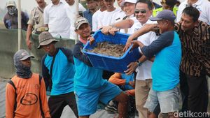 Panen Udang di Muara Gembong