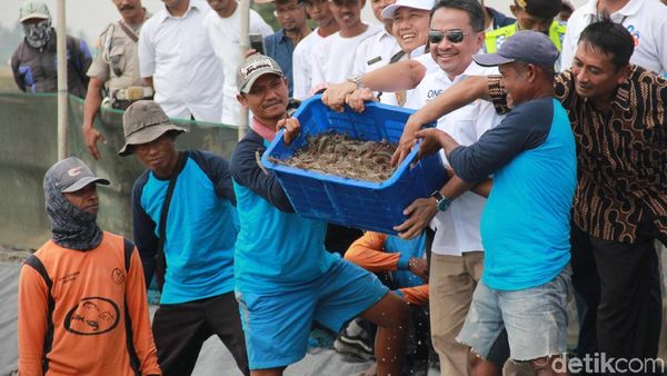 Panen Udang di Muara Gembong