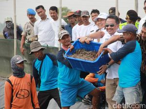 Panen Udang di Muara Gembong