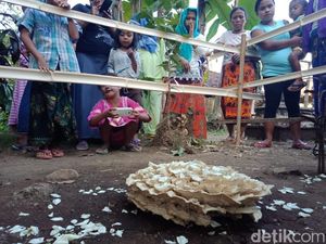 Siapa Pemilik Makam yang Ditumbuhi Jamur di Jember?