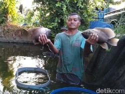 Suhu Dingin Ganggu Produksi Ikan Gurami, Ini Dilema Peternak Blitar
