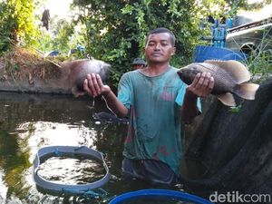 Suhu Dingin Ganggu Produksi Ikan Gurami, Ini Dilema Peternak Blitar Suhu Dingin Ganggu Produksi Ikan Gurami, Ini Dilema Peternak Blitar