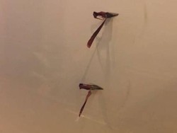 Malaysia Airlines Alami Emergency Gara-gara Sampul Plastik Tertinggal