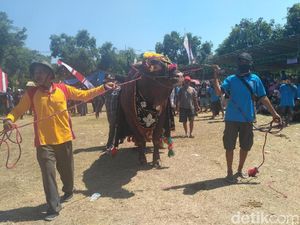 Bobot Sapi Monster Bojonegoro Lebih 1 Ton Rajai Kontes di Situbondo Bobot Sapi Monster Bojonegoro Lebih 1 Ton Rajai Kontes di Situbondo