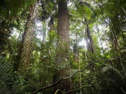 Tanda Kiamat Makin Dekat Muncul di Hutan Tropis