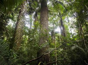 Tanda Kiamat Makin Dekat Muncul di Hutan Tropis Tanda Kiamat Makin Dekat Muncul di Hutan Tropis