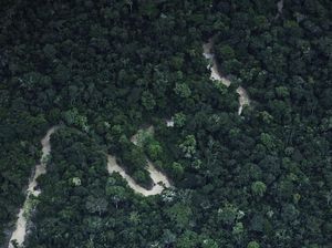 Ilmuwan Cemas Hutan Amazon Berubah Total Tak Lama Lagi Ilmuwan Cemas Hutan Amazon Berubah Total Tak Lama Lagi
