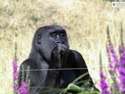 Dilanda Gelombang Panas, Bunbin London Diberi Sensasi Dingin