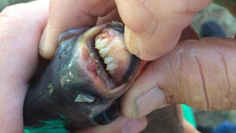 Fakta-fakta Ikan Bergigi Mirip Manusia