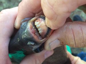 Fakta-fakta Ikan Bergigi Mirip Manusia Fakta-fakta Ikan Bergigi Mirip Manusia