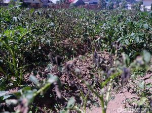 Ancaman Bun Upas, Petani Kentang di Dieng Diimbau Atur Masa Tanam