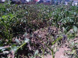 Ancaman Bun Upas, Petani Kentang di Dieng Diimbau Atur Masa Tanam