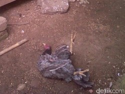Waspada, Puluhan Ayam Milik Warga Banyuwangi Ini Mati Mendadak