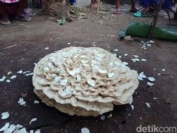 Tumbuh di Atas Makam, Jamur Ini Jadi Pusat Perhatian Warga