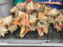 Cuma Ambil Keong Laut di Pantai, Turis Wanita Dipenjara