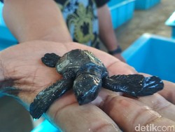 Hore, Induk Penyu-penyu Ini Bertelur di Pantai Kili-kili Trenggalek