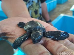 Hore, Induk Penyu-penyu Ini Bertelur di Pantai Kili-kili Trenggalek Hore, Induk Penyu-penyu Ini Bertelur di Pantai Kili-kili Trenggalek