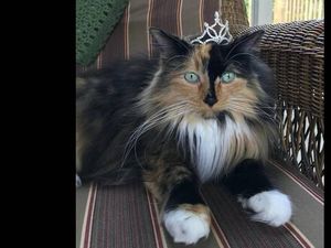 Kalahkan 13 Anjing, Kucing Ini Jadi Wali Kota di Amerika Serikat