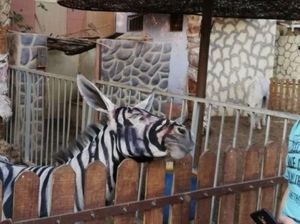 Viral Keledai di Kebun Binatang Dicat Belang Agar Mirip Zebra