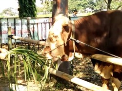 Cara Menjaga Mood Hewan Kurban Agar Dagingnya Sehat Saat Disembelih