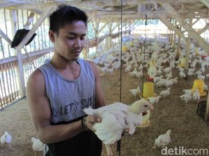 Daging Ayam Masih Mahal, KPPU Sidak Peternakan di Kabupaten Bandung