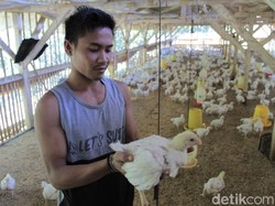 Daging Ayam Masih Mahal, KPPU Sidak Peternakan di Kabupaten Bandung