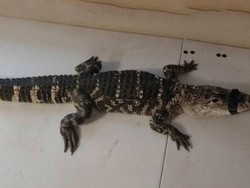 Aligator 1,2 Meter Ditemukan di Basement Rumah Warga AS