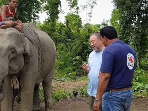 Di Myanmar, Gajah Pengangguran Akan Direhabilitasi
