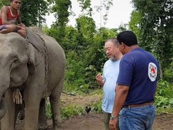 Di Myanmar, Gajah Pengangguran Akan Direhabilitasi
