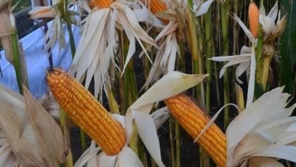 Indonesia Surplus Jagung 330 Ribu Ton dan Menyetop Impor