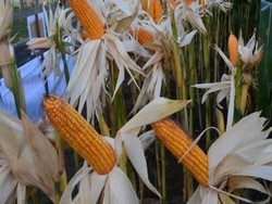 Peternak Sebut Pasokan Jagung Mendadak Raib