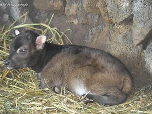 BP2LHK Manado Kembali Sambut Kelahiran Anak Anoa