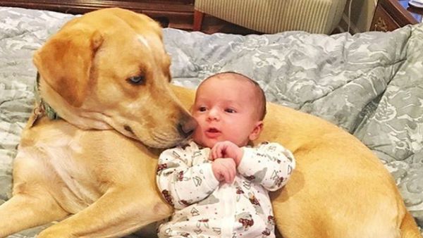 Potret Persahabatan Bayi Imut dengan Anjing Penjaganya