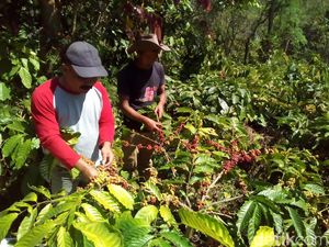 Asyiknya Menikmati Panen Kopi di Lereng Gunung Muria Kudus