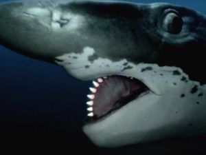 13 Hewan Purba Mengerikan yang Untungnya Telah Punah