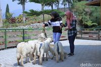 Destinasi Keluarga Baru Di Bandung Happy Farm Ciwidey