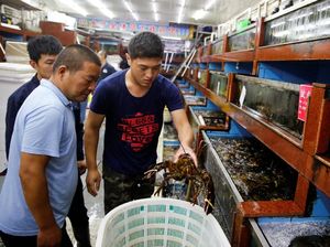 Eksportir Lobster di AS Mulai Terkena Dampak Perang Dagang