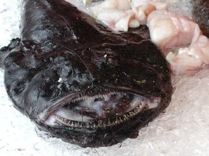 5 Ikan Populer Ini Punya Tampilan Menyeramkan Padahal Rasanya Enak 5 Ikan Populer Ini Punya Tampilan Menyeramkan Padahal Rasanya Enak