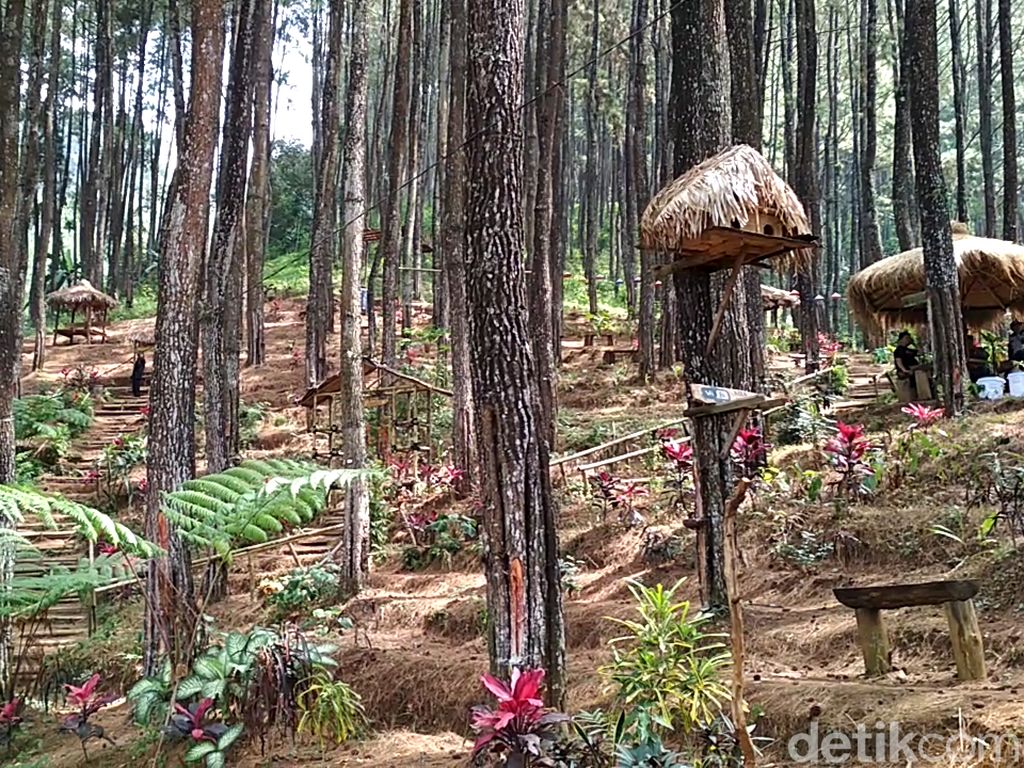 Foto: Hutan Pinus Penghilang Stress di Blitar Foto: Hutan Pinus Penghilang Stress di Blitar