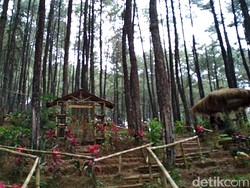 Hutan Pinus Blitar yang Bikin Tenang dan Damai